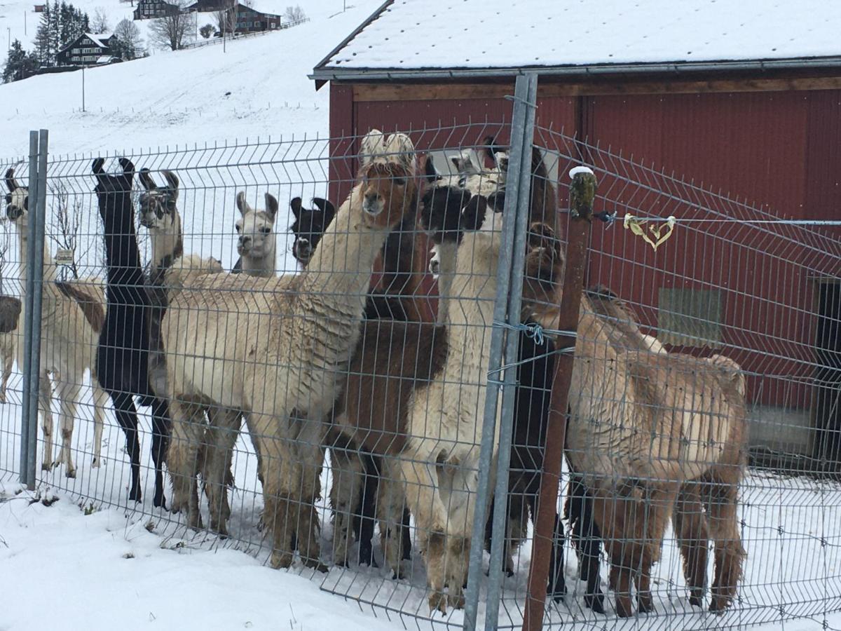 Ferienwohnung Haus Am Bach In Toggenburg Wildhaus Exteriér fotografie